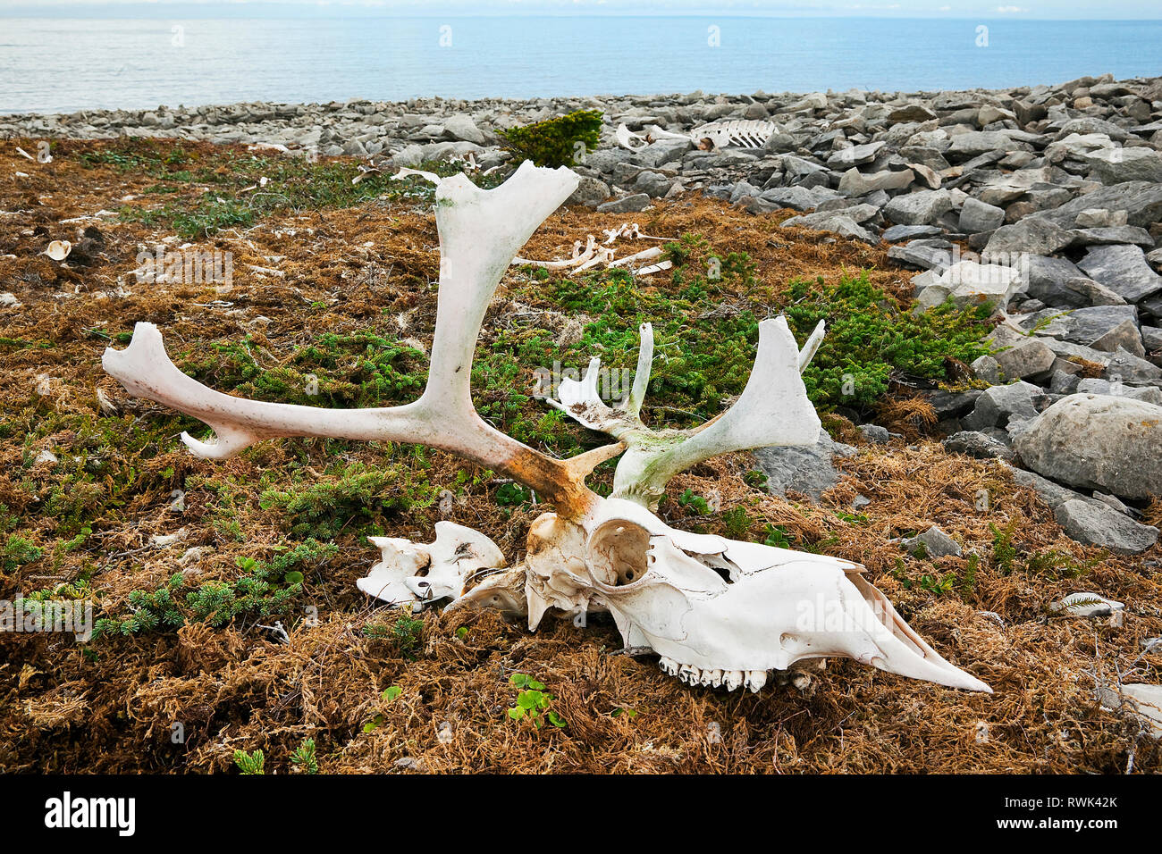 Bleached caribou skull and antlers on bed of moss near a rocky beach at Dog Peninsula in Bird Cove, Western Newfoundland, Canada Stock Photo