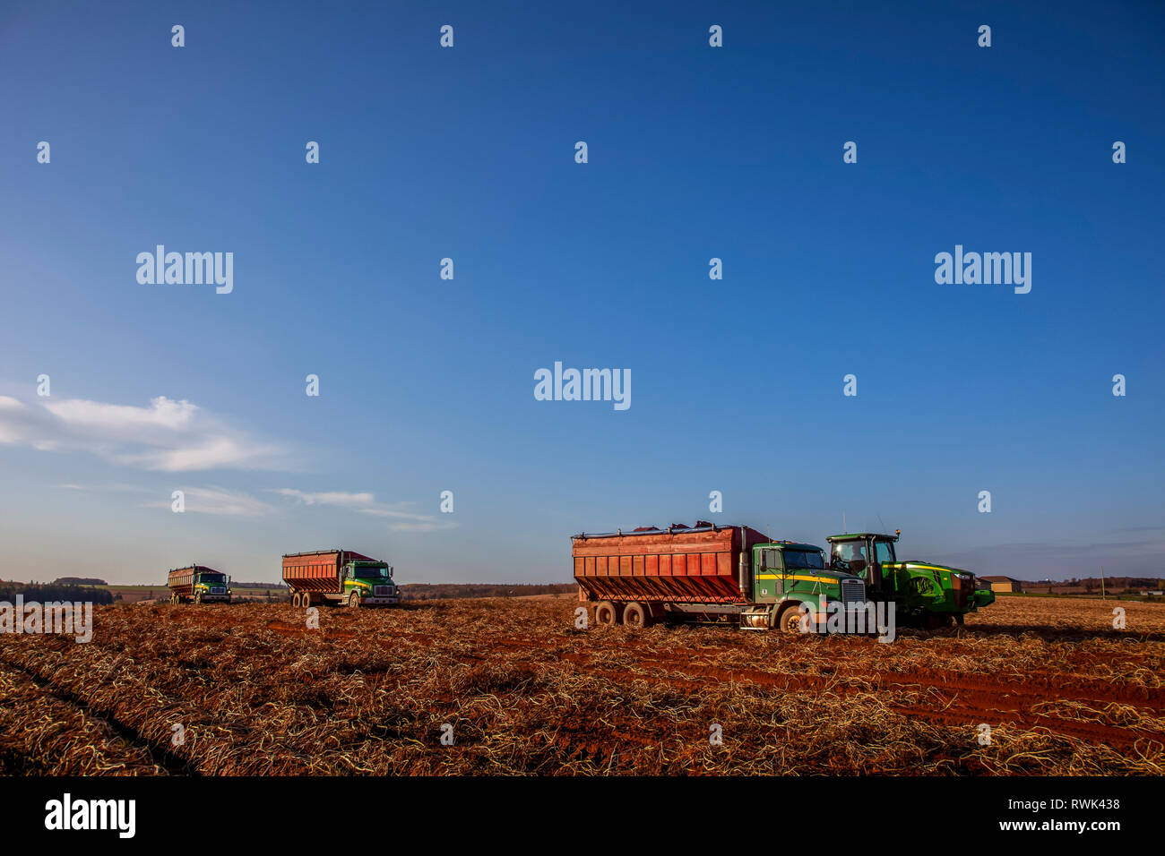 Trucks and farm equipment on the red soil during a potato harvest