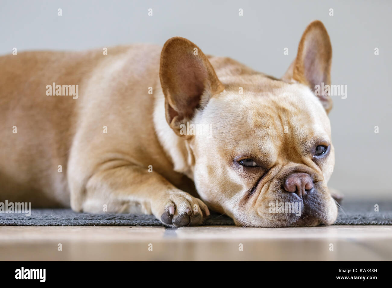 Young Male French Bulldog Lying Down and Falling Asleep Stock