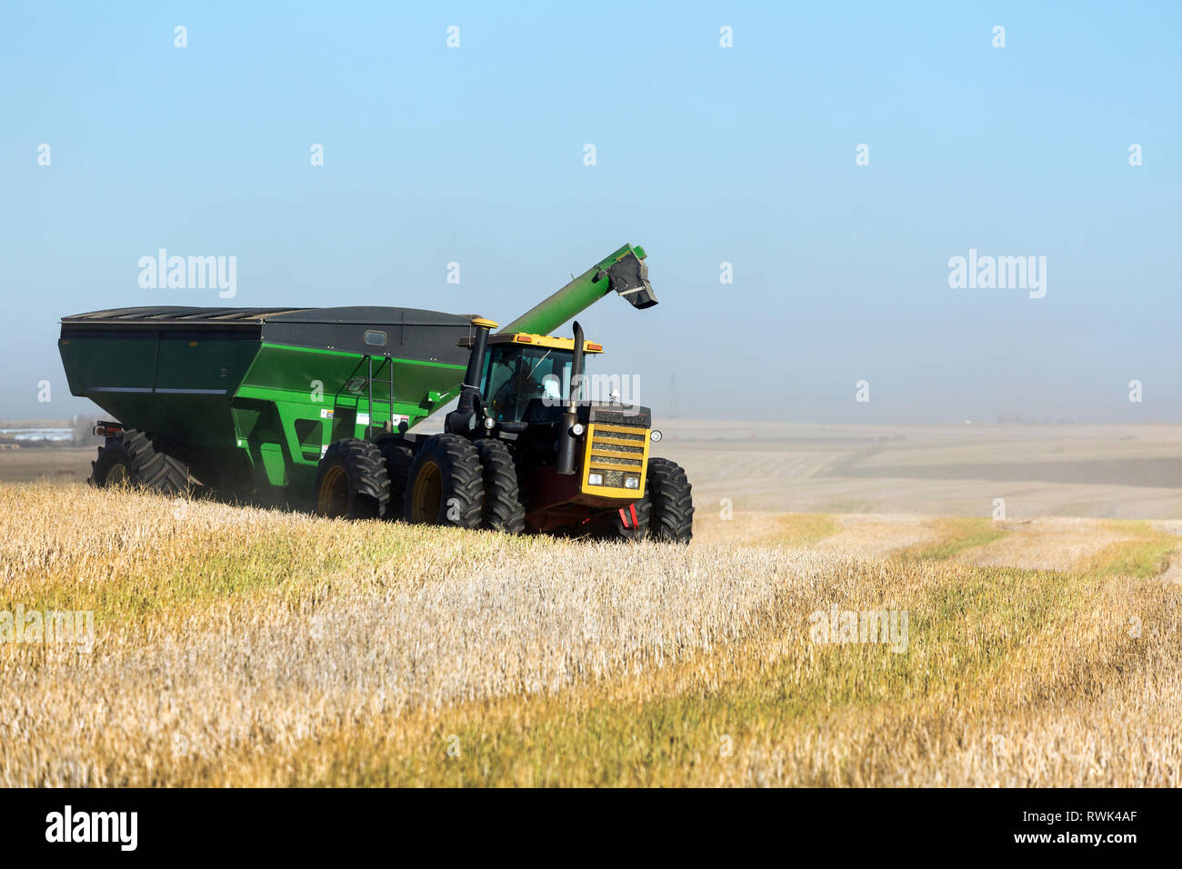 A hopper pulled by a tractor in cut field of canola with blue sky, West
