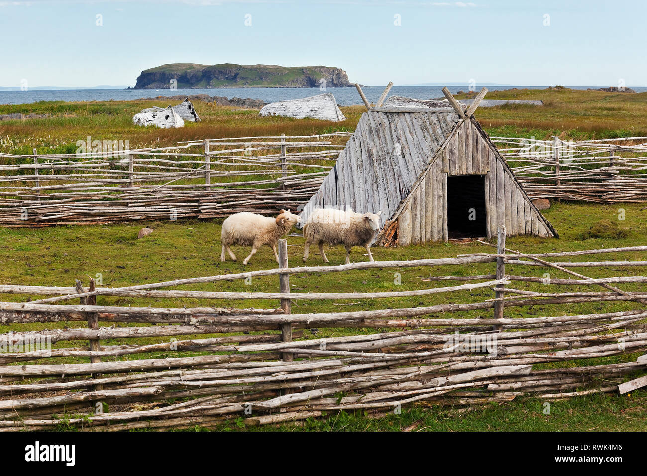 Two sheep in a post-and-rail enclosure at Norstead Viking Village and Port of Trade, L'Anse aux Meadows, Newfoundland, Canada. In the background is the Atlantic Ocean Stock Photo