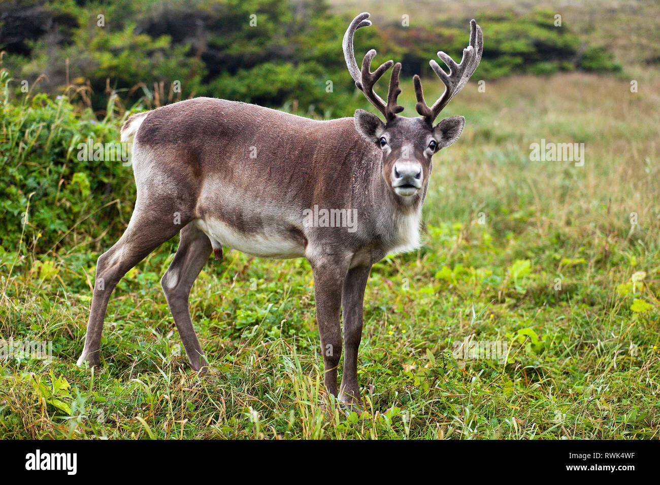 Adult male caribou with velvet-covered antlers in a clearing at the Port au Choix National Historic Site, Port au Choix, Newfoundland, Canada Stock Photo