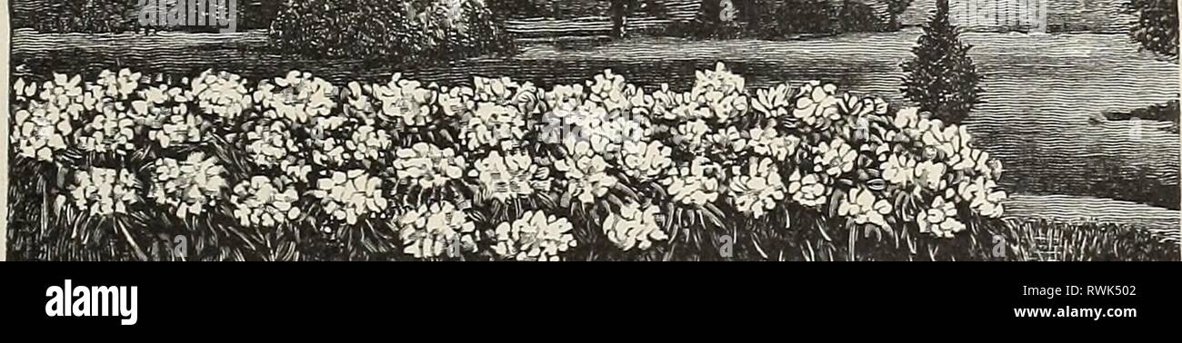 [Ellwanger & Barry's general catalogue] [Ellwanger & Barry's general catalogue] ellwangerbarrysg1896moun Year: 1896  OENEBAL CATALOGUE. 105 Twenty-five of the Most Desirable Species and Varieties for $7.00 Althaea, Double Variegated. Double Eed. Barberry, Purple. Calycaathus, floridus. Cornelian Cherry, Variegated. Honeysuckle, grandiflora. ' White Tartarian. Hydrang-ea, panlculata grrandiflora. Lilac, Princess Alexandra. Lilac, rothomagensis. Prunus, triloba. Quince, Japan Scarlet. ' Japan umbelicata. Deutzia, crenata flore pleno. ' gracilis. Elder, cut-leaved. Forsythia, Fortuneii. Spirsea,  Stock Photo