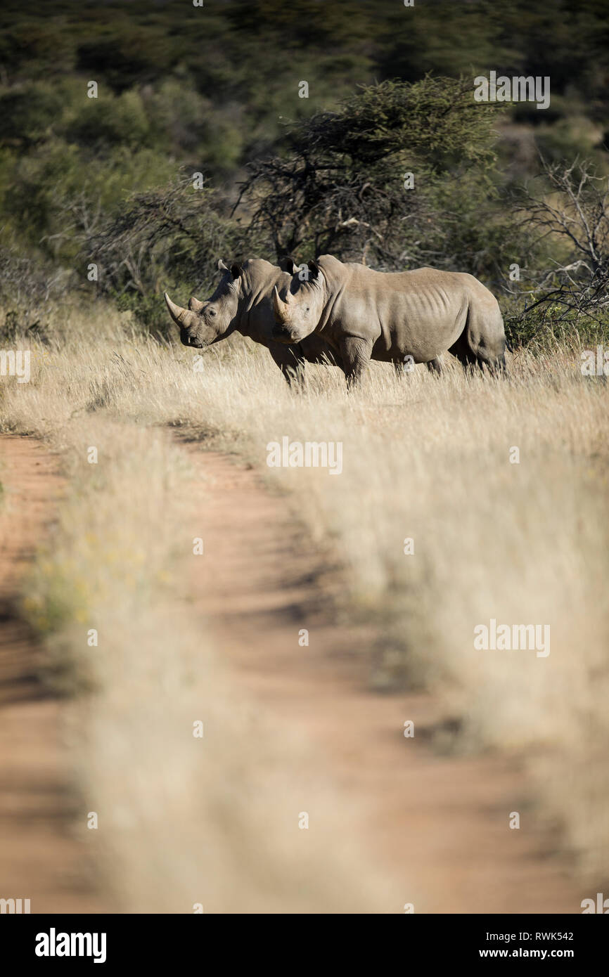 White Rhino in Namibia. Stock Photo