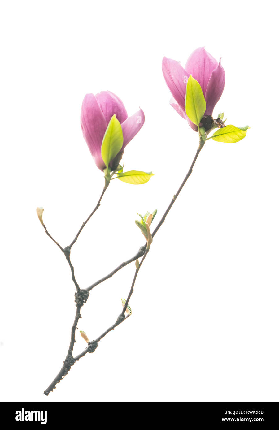 Pink magnolia flowers isolated on white background Stock Photo - Alamy