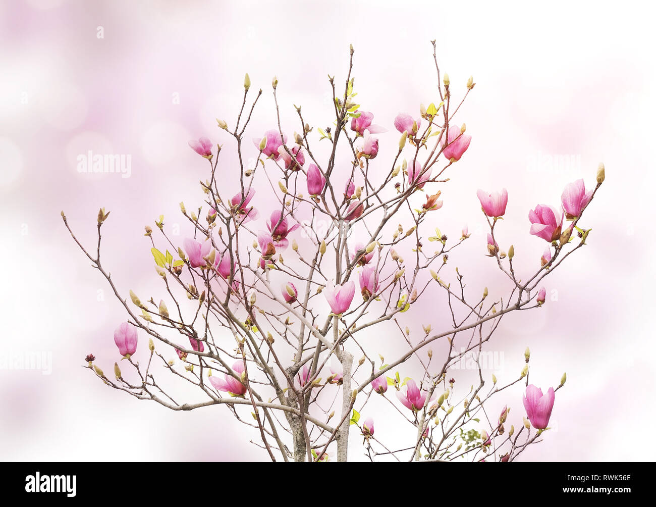 Pink magnolia flowers isolated on white background Stock Photo - Alamy