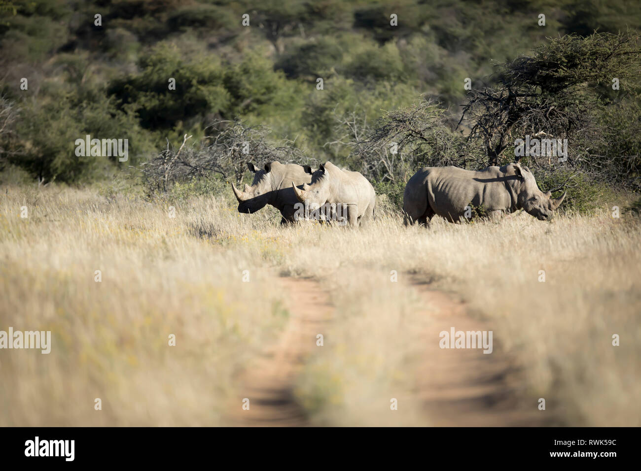 White Rhino in Namibia. Stock Photo