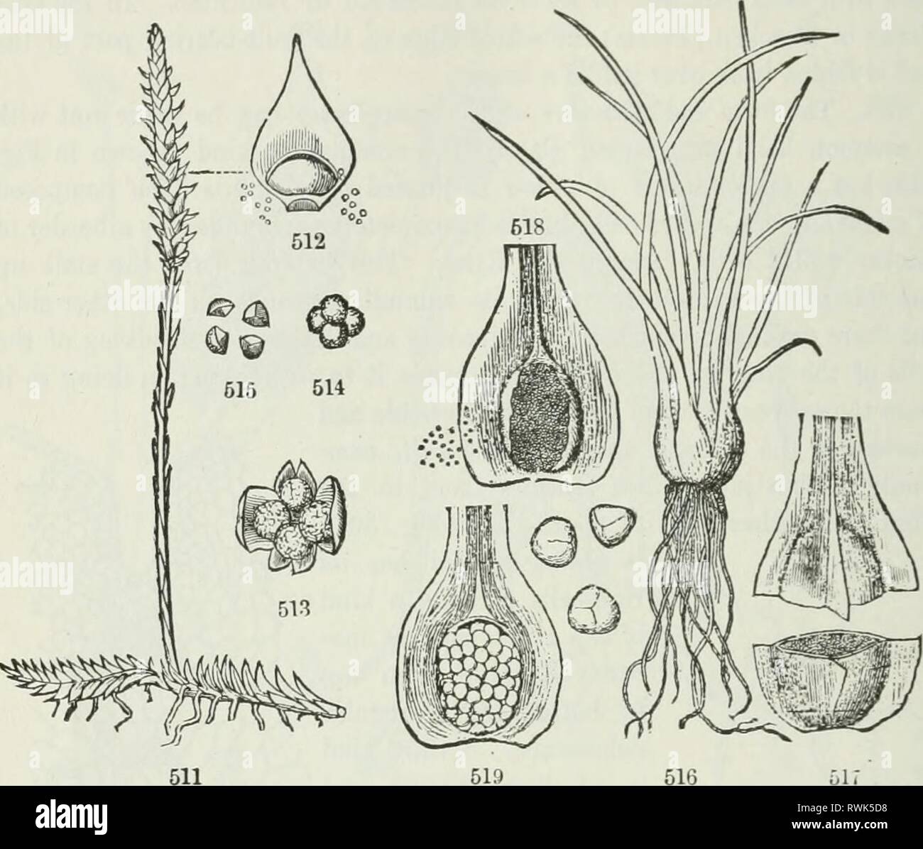 The elements of botany for The elements of botany for beginners and for schools elementsbotany00gray Year: 1887  160 CRYPTOGAMOUS OR FLOWERLESS PLANTS. [SECTION 17. closely resembles a small Liverwort. This is named a Prothallus (Fig. 509): from some point of this a bud appears to originate, which produces the first fern-leaf, soon followed by a second and third, and so the stem and leaves of the plant are set up. 490. Investigation of tliis prothallus under the microscope resulted in the discovery of a wholly unsuspected kind of fertilization, takin? place at    this germinating stage of the  Stock Photo