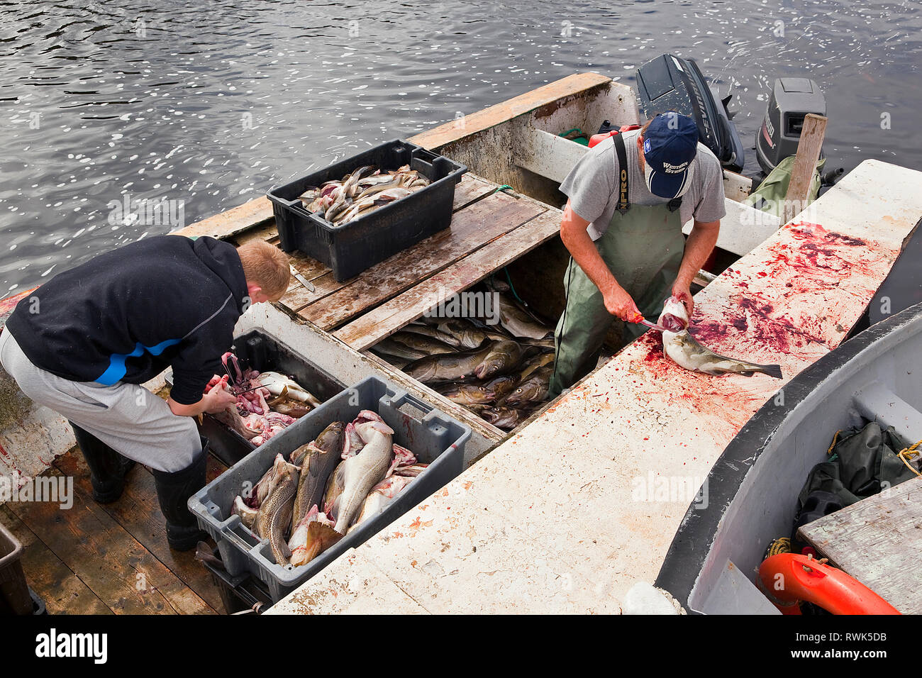 Artisanal fisherman and helper gutting freshly caught cod in Trout River, Newfoundland, Canada Stock Photo