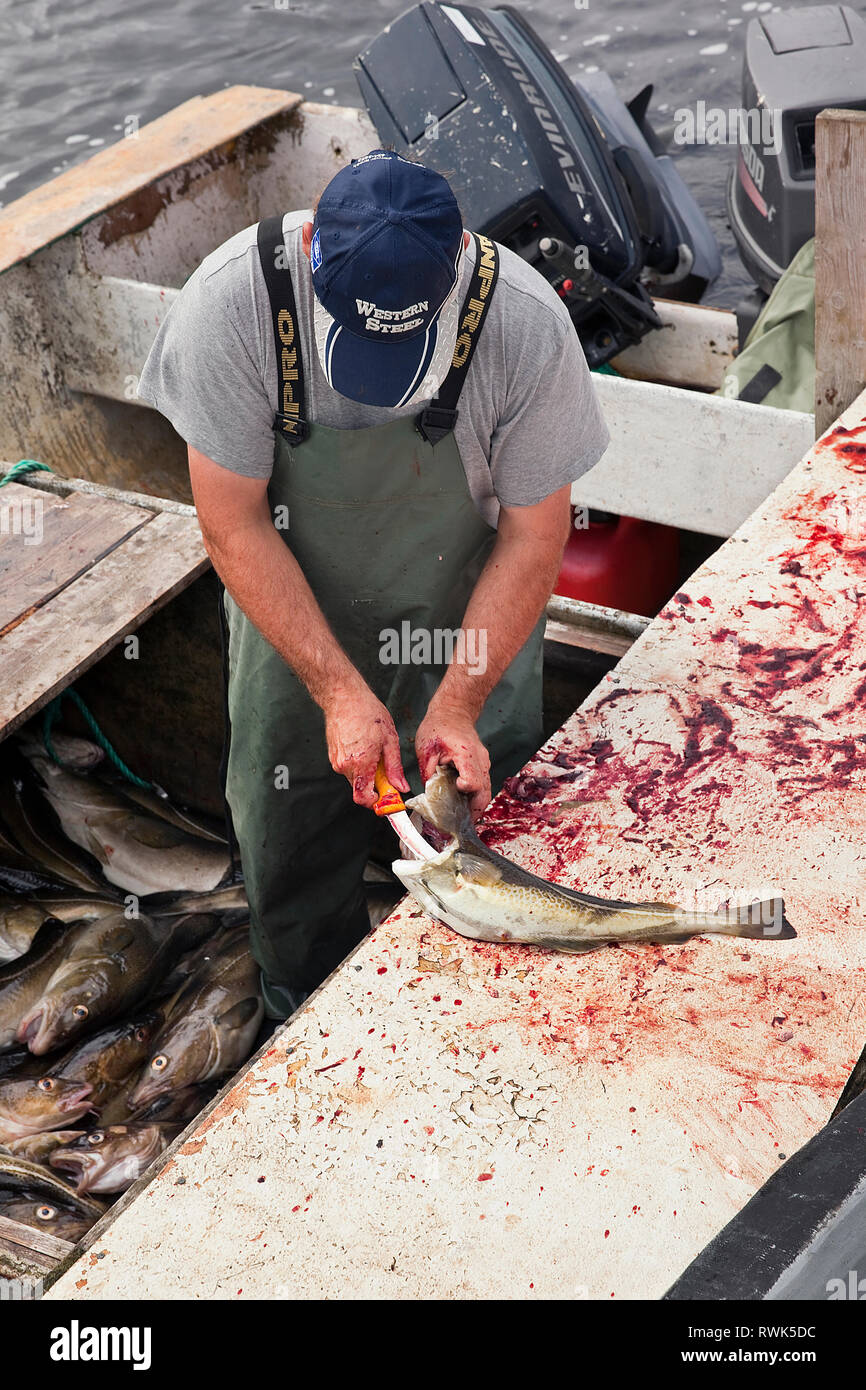Artisanal fisherman in his boat gutting freshly caught cod in Trout River, Newfoundland, Canada Stock Photo