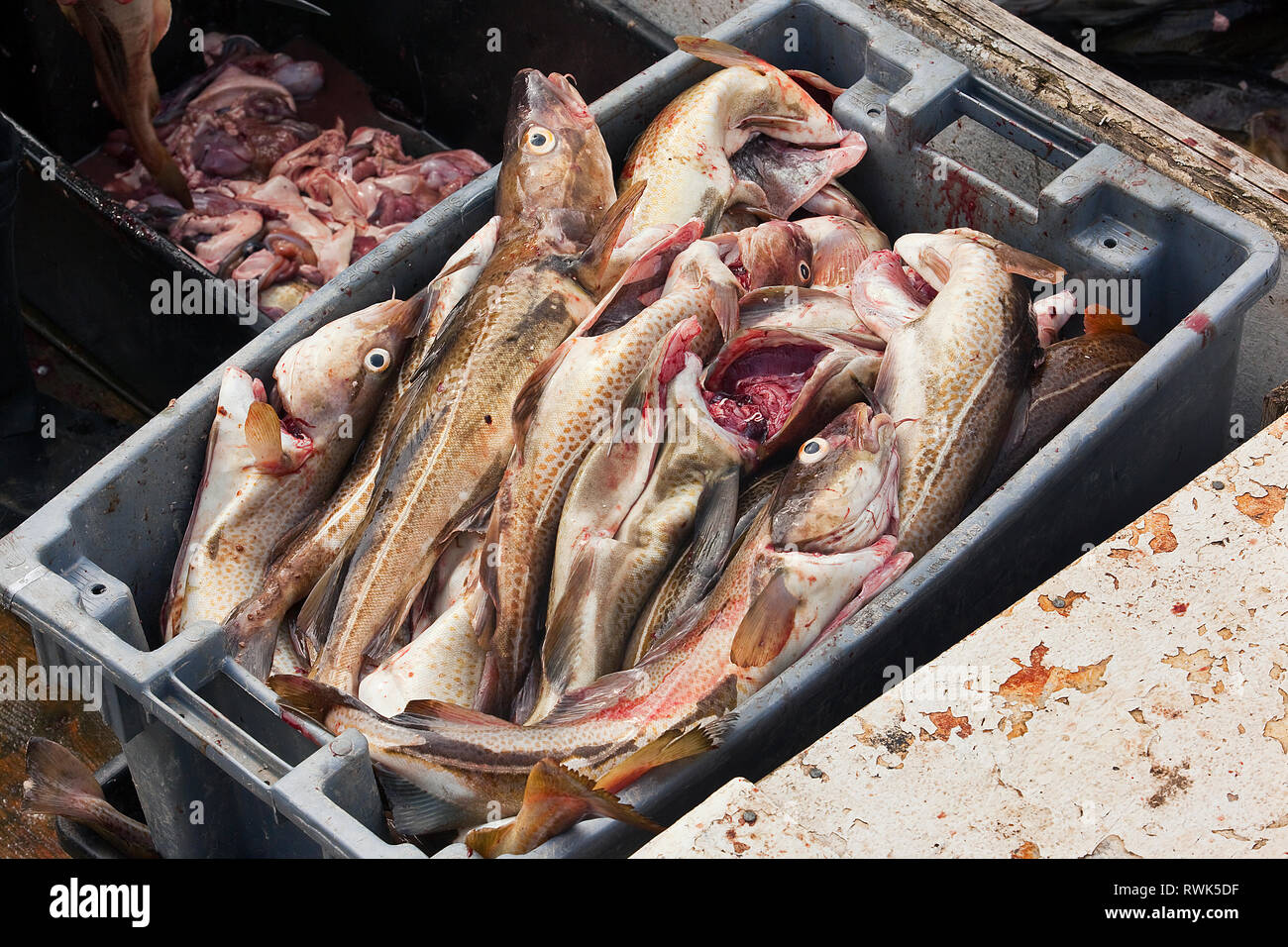 Freshly caught and gutted cod in a bin ready to be weighed and taken to a fish processor. Trout River, Newfoundland, Canada Stock Photo