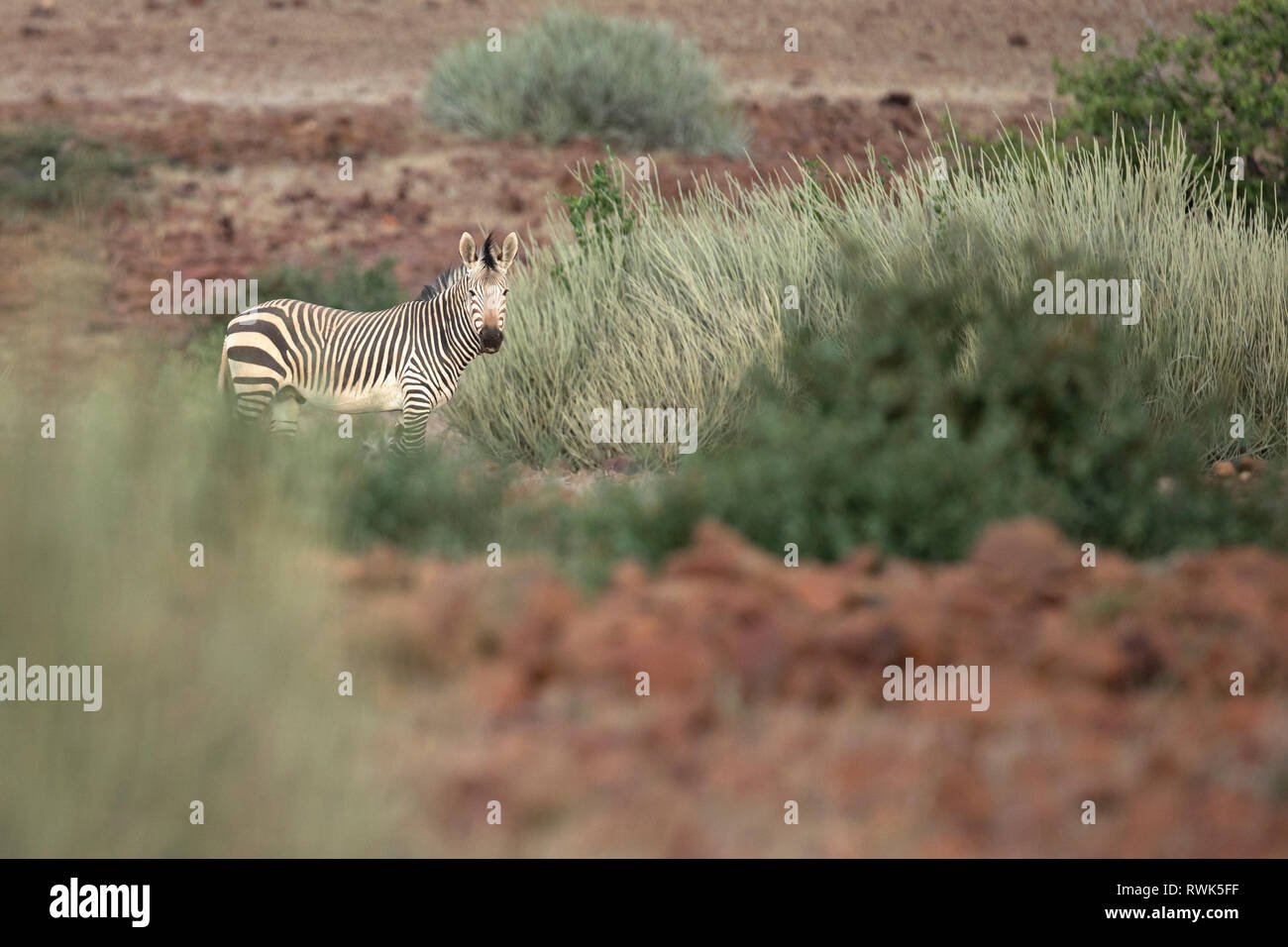 Zebra in Palmwag Concession, Namibia. Stock Photo