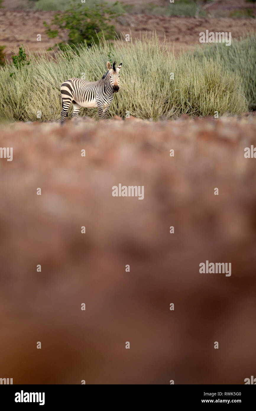 Zebra in Palmwag Concession, Namibia. Stock Photo