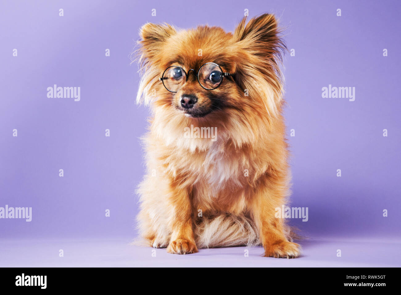 Full-body portrait of a Pomeranian dog wearing eyeglasses and looking directly at camera. Stock Photo