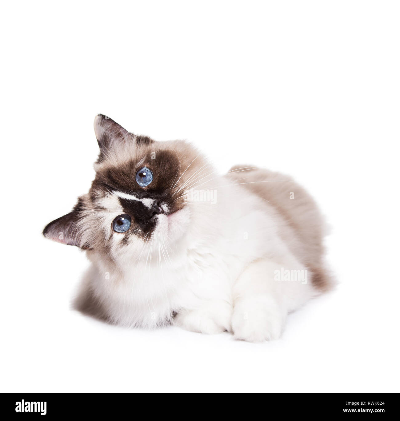 Long Haired Ragdoll Cat Laying Down Isolated On White Stock Photo