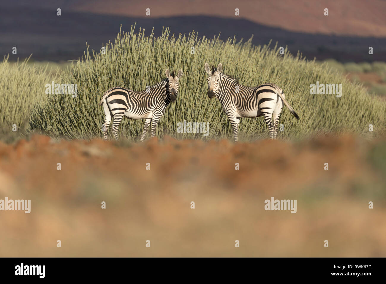 A Zebra in the Palmwag concession in the old Kaokoland Stock Photo Alamy