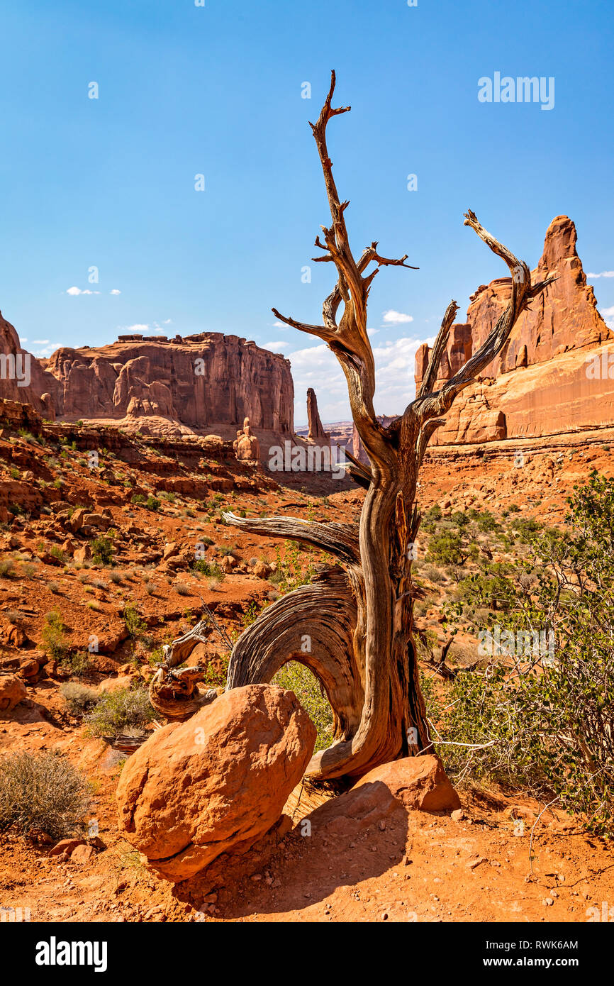 Dried Utah Juniper tree on Park Avenue Trail in Arches National Park. Stock Photo