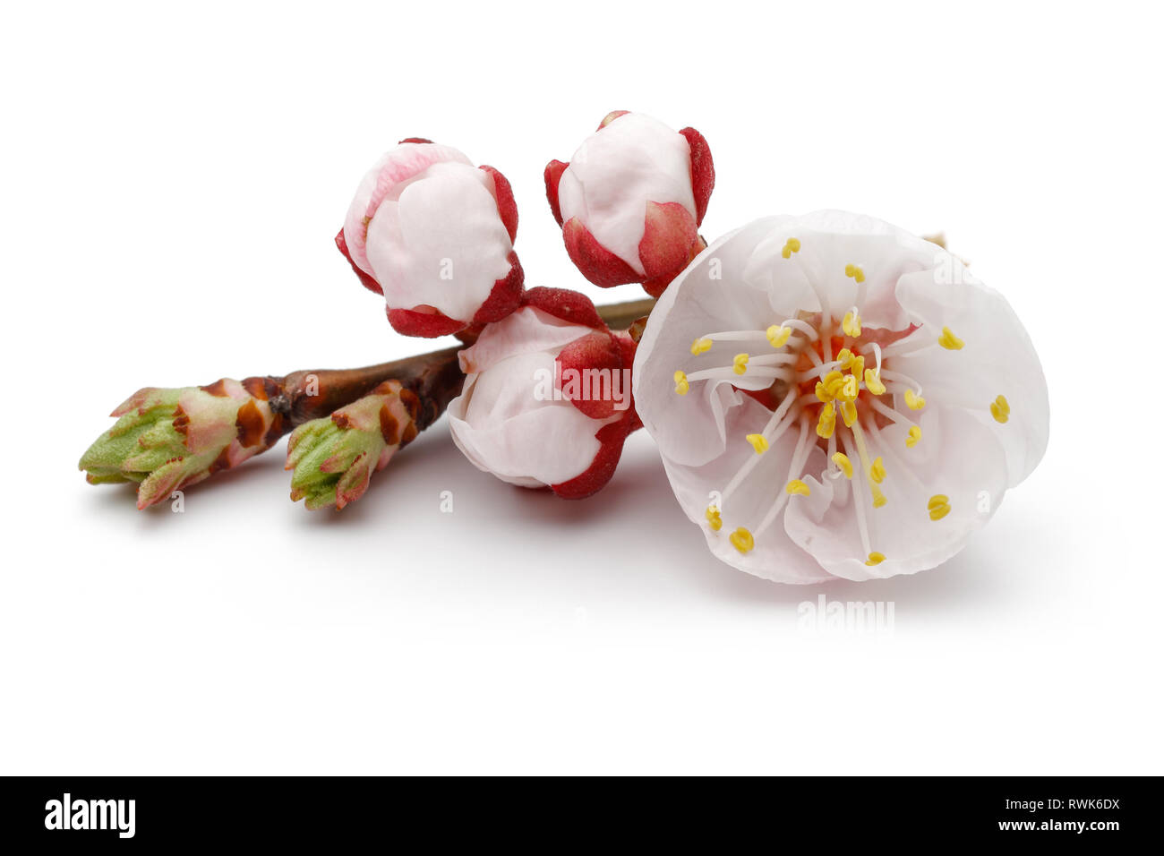 almond flower with buds isolated on white background Stock Photo