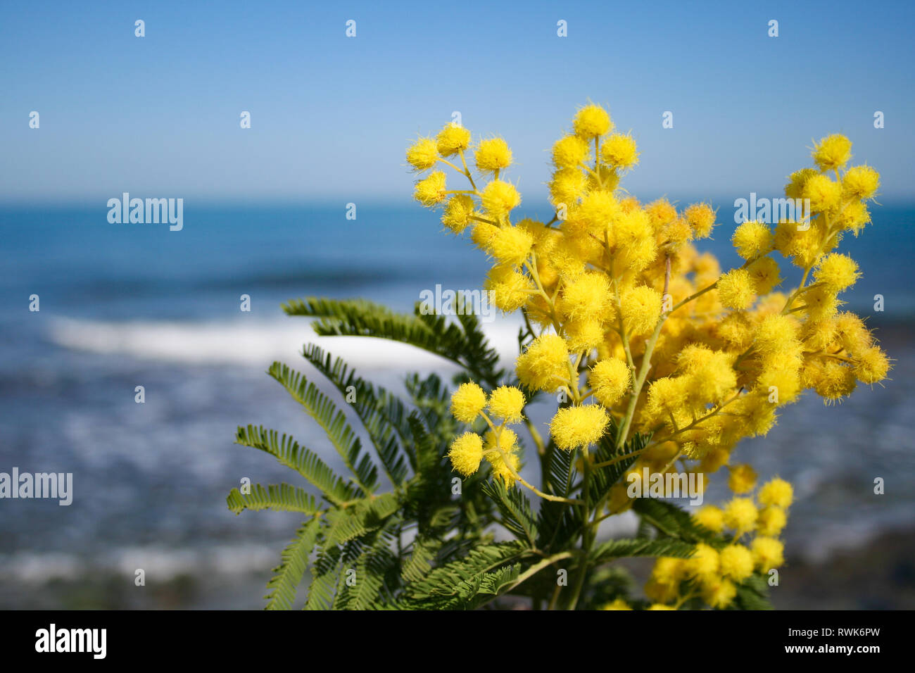 Mimosa branch in bloom, beautiful spring yellow flower with sea on background, International Women's Day Stock Photo