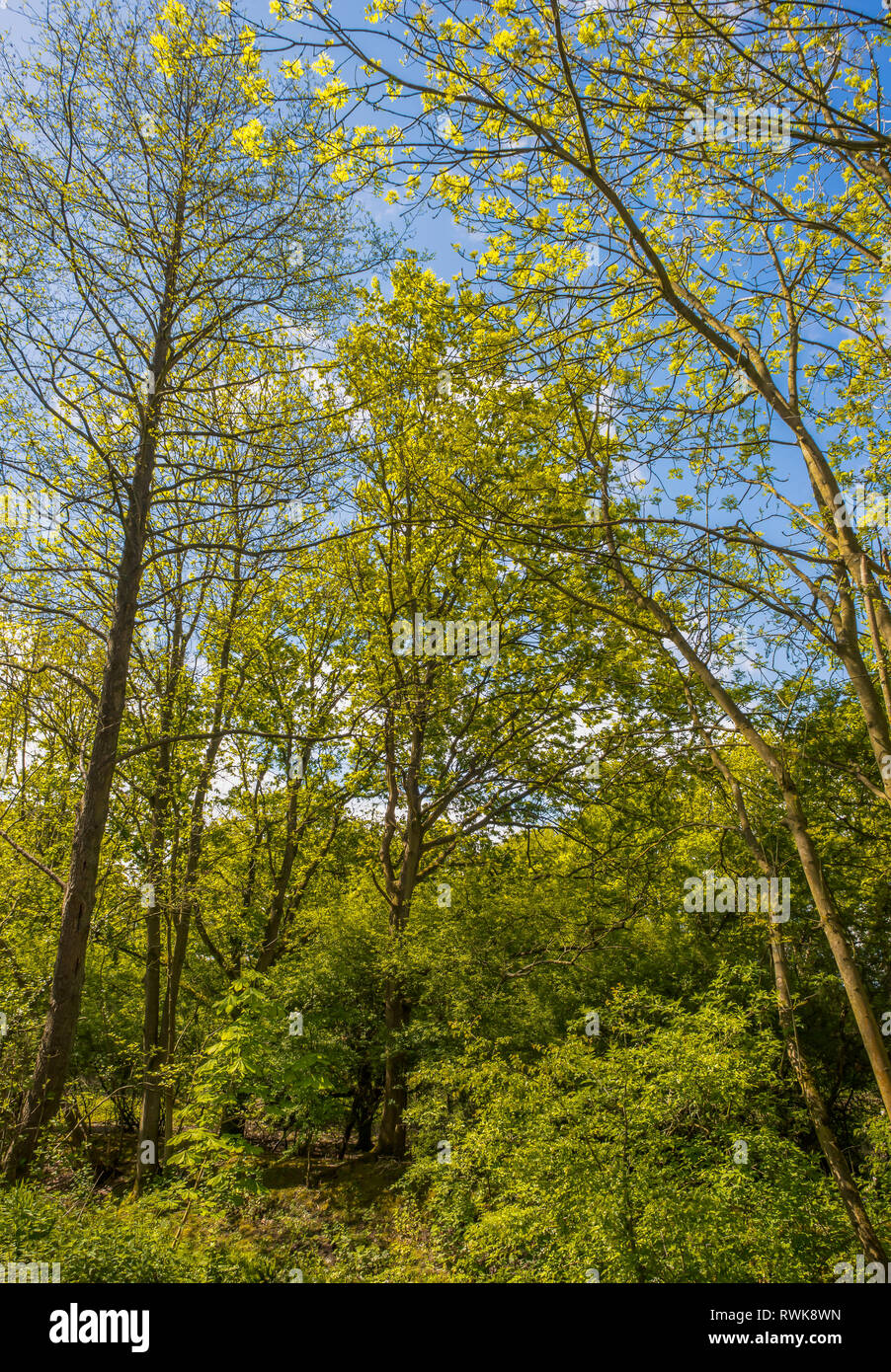 Crawters Brook a green space in the middle of Manor Royal Industrial