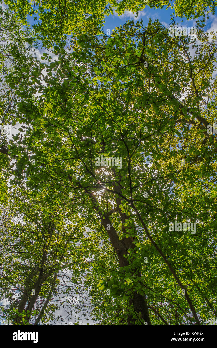 Crawters Brook a green space in the middle of Manor Royal Industrial