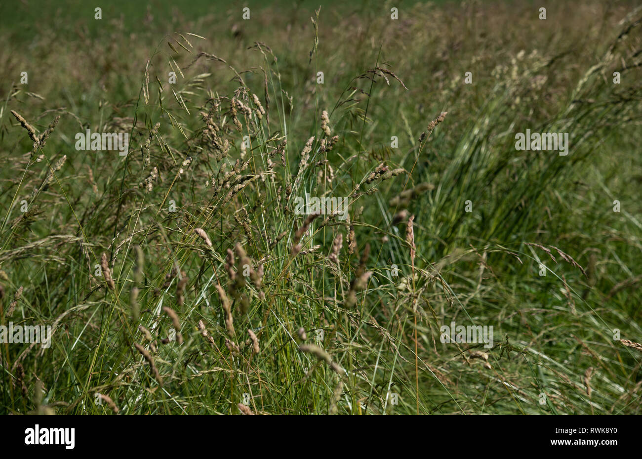 Wild grass on the lawn in central Russia Stock Photo