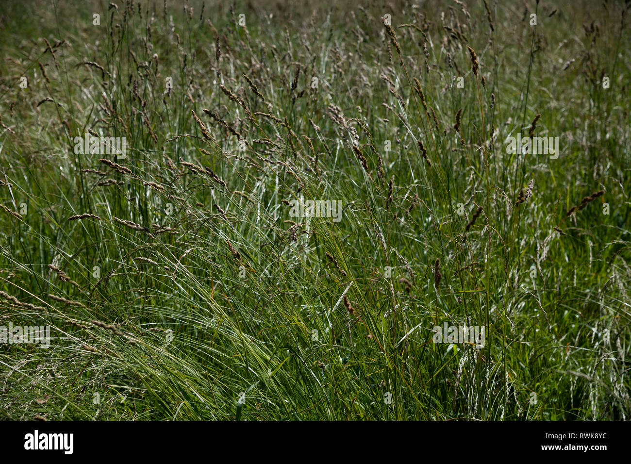 Wild grass on the lawn in central Russia Stock Photo
