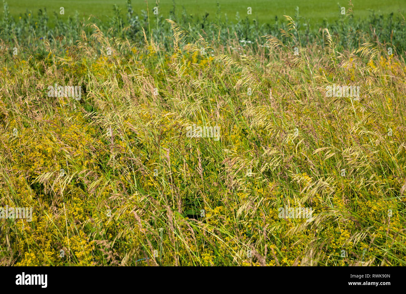 Wild grass on the lawn in central Russia Stock Photo