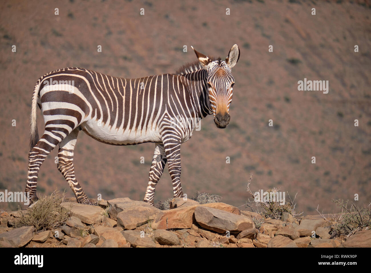 Full body lateral shot of a cape mountain zebra (Equus zebra zebra) standing on rocky outcrop against a blur mountain background Stock Photo