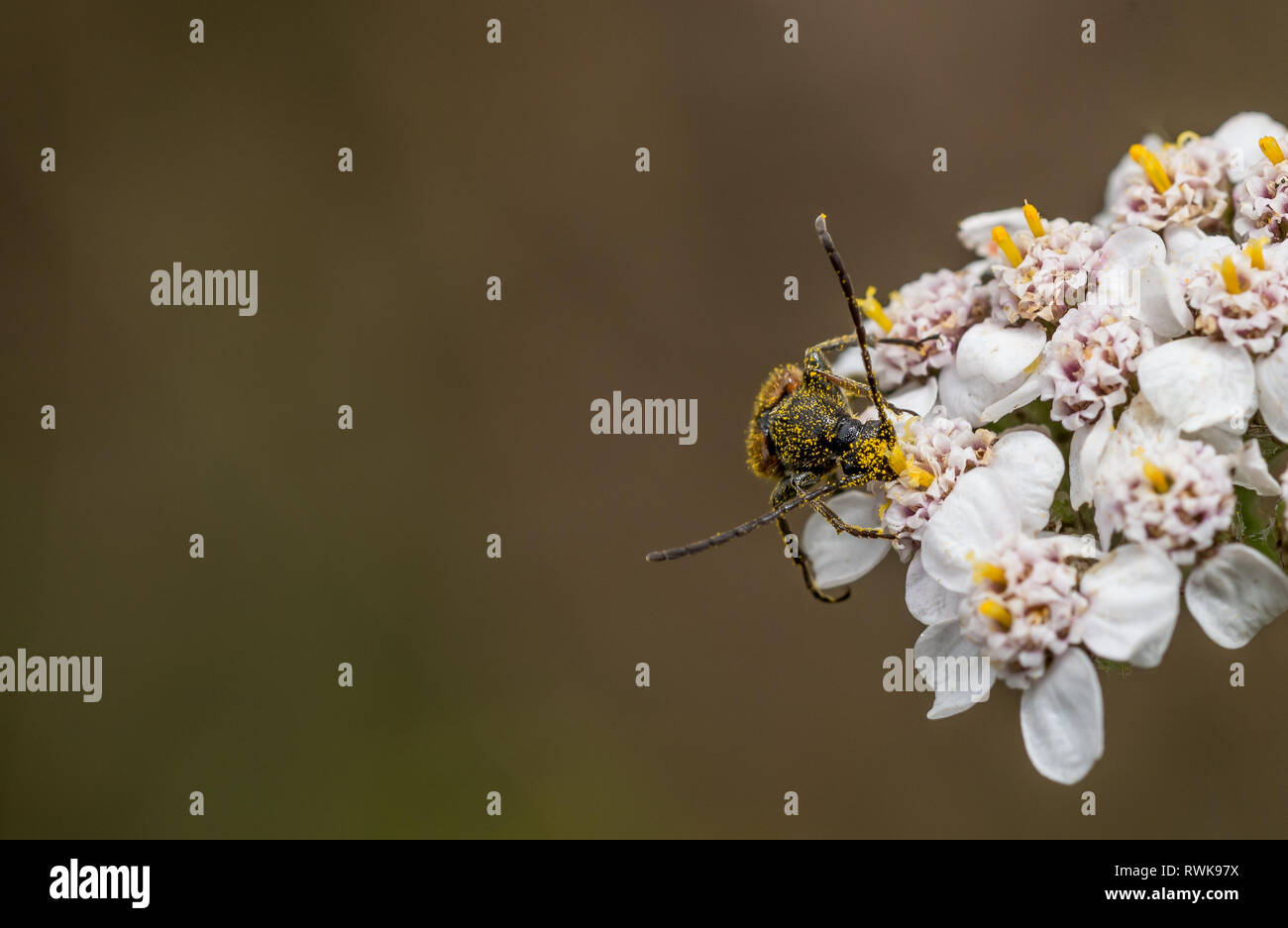 Longhorn beetle covered in pollen. Stock Photo