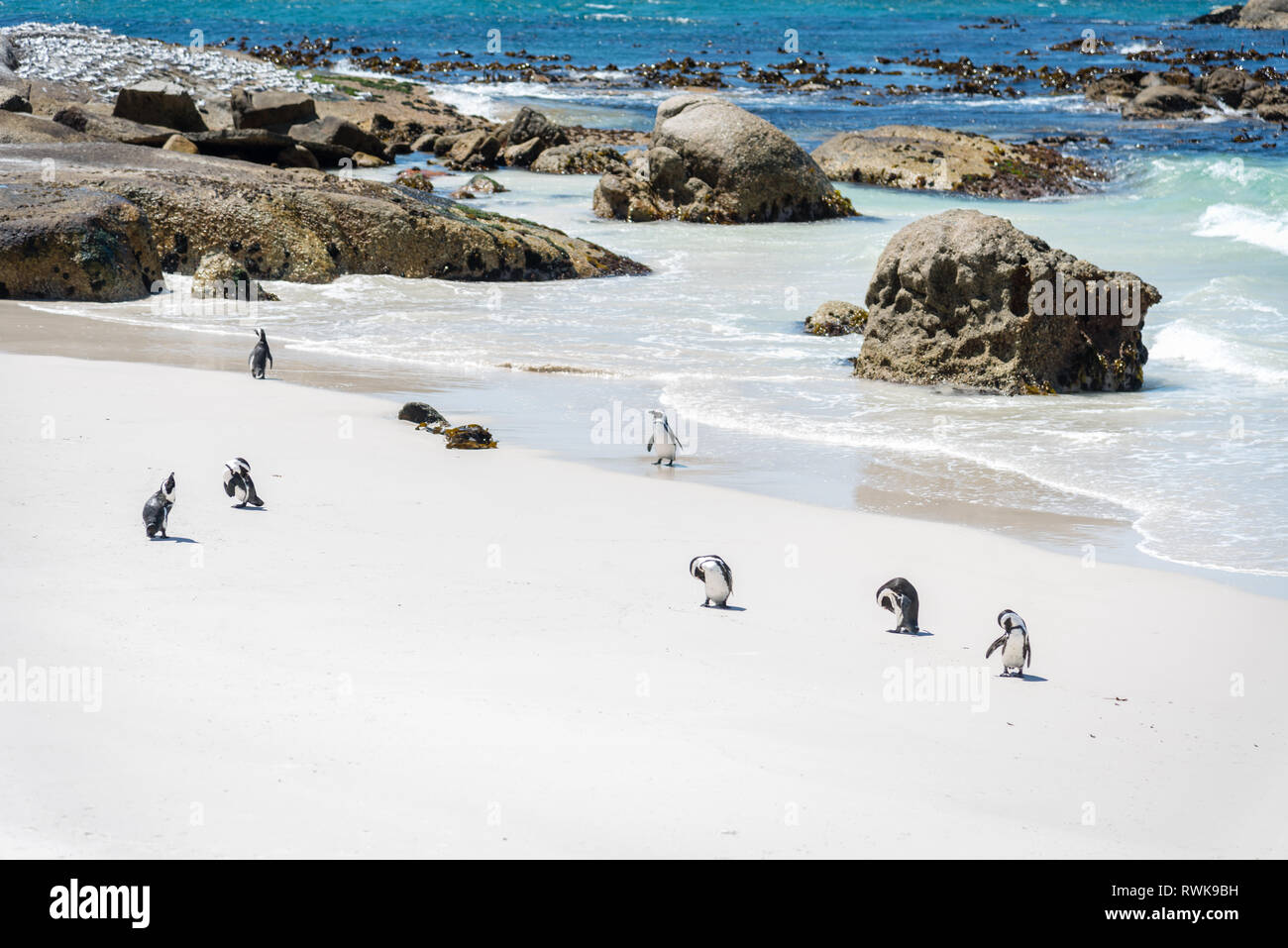 Colony of African Jackass penguins at Boulders Bay,Boulders Beach, Cape Province, South Africa Stock Photo