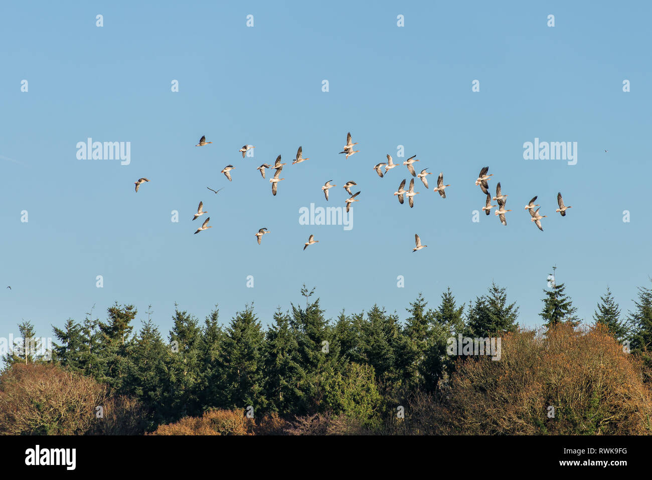 Greylag geese flying over Warnham Nature Reserve near Horsham West Sussex Stock Photo