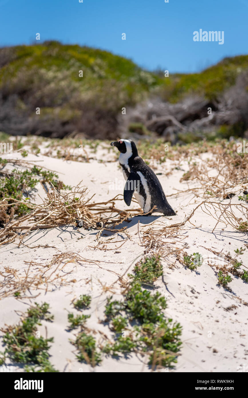 Colony of African Jackass penguins at Boulders Bay,Boulders Beach, Cape Province, South Africa Stock Photo