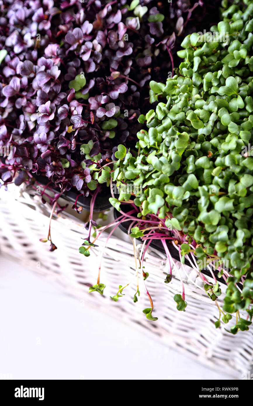 healthy breeding of micro greens plants Stock Photo
