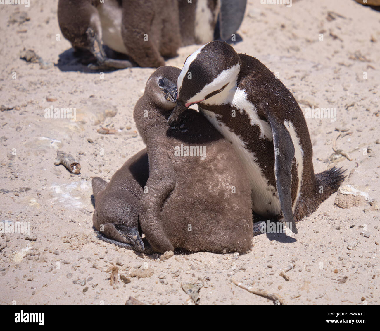 Adult african penguin preening the duvet of one of two juvenile chick under its care. Capture on a sunny beach in South Africa Stock Photo