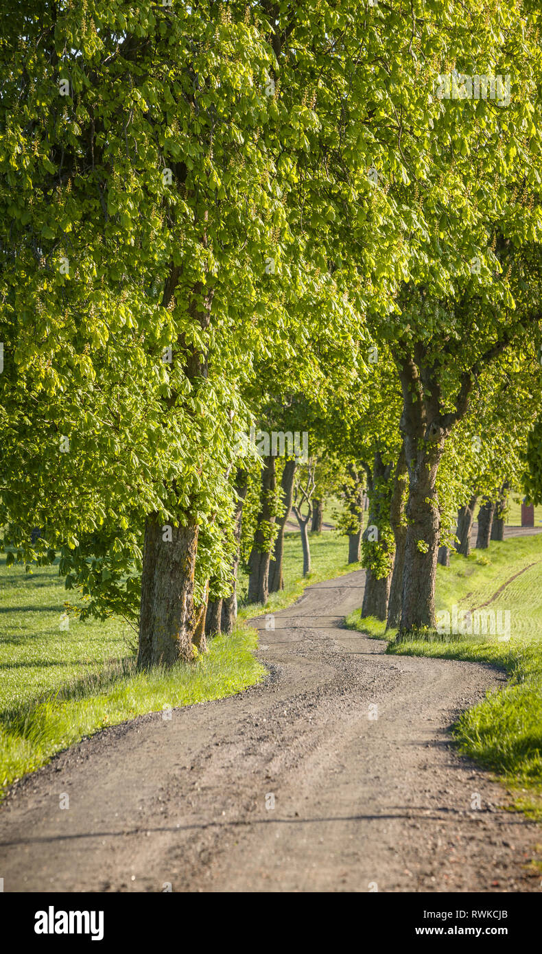 Country road and surrounded by tree lines. Skane, Sweden, Scandinavia. Stock Photo