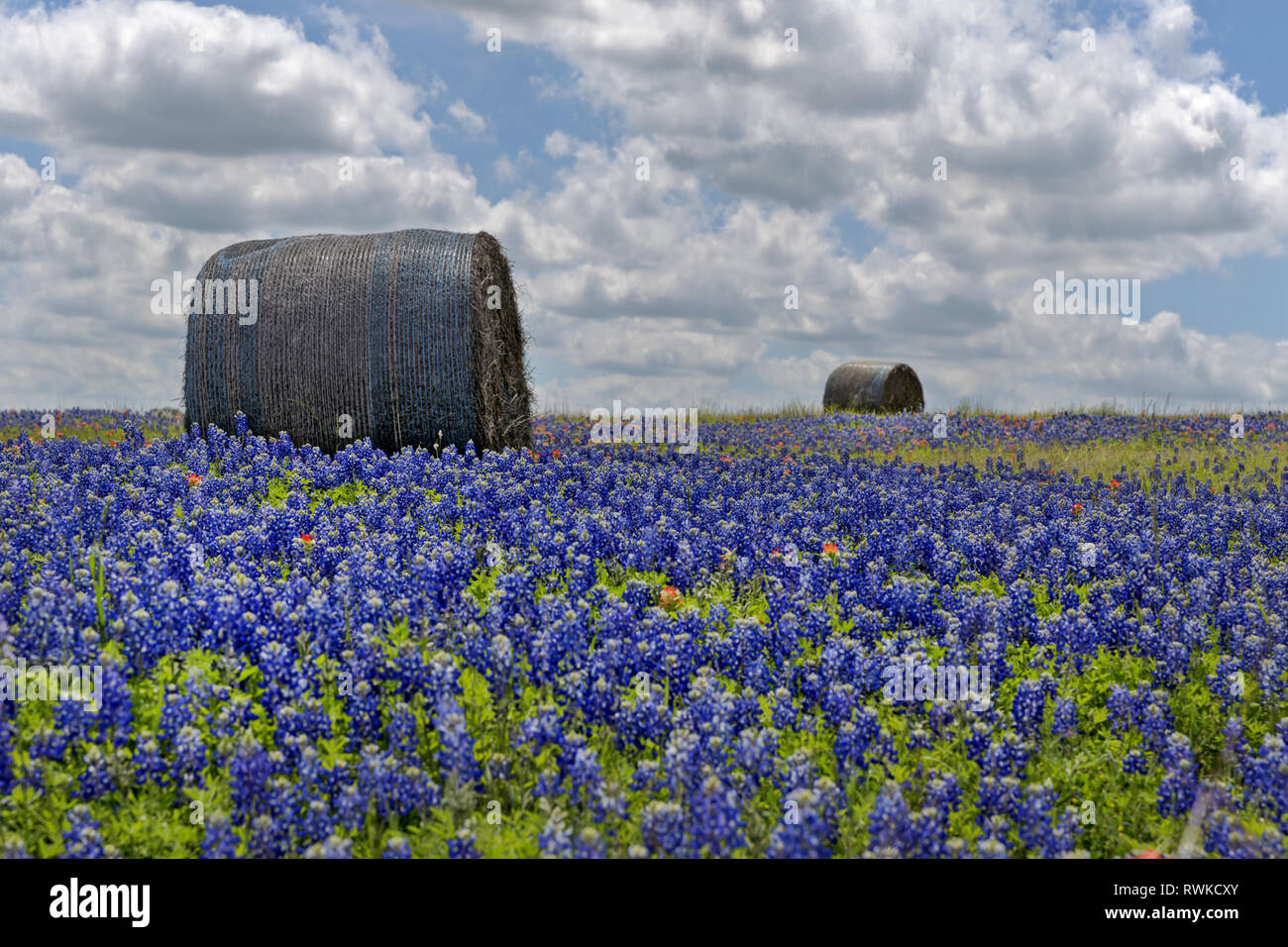 Bluebonnet field with hay bales, Texas, USA Stock Photo