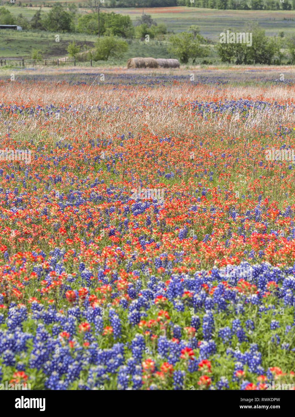 Rural field of bluebonnets and Indian Paintbrushes mix, Texas, USA Stock Photo