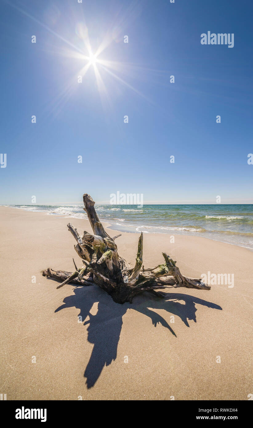 Old dead tree against the sun at the beach. Hagestads Nature reserve. Backakra, Ystad. Skane, Sweden, Scandinavia. Stock Photo