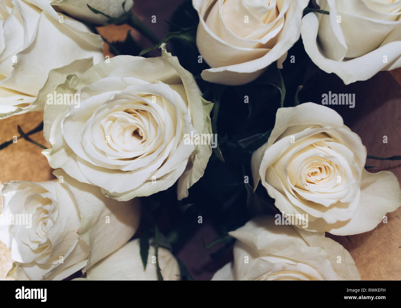 view from above on creamy white roses bouquet in craft paper Stock Photo