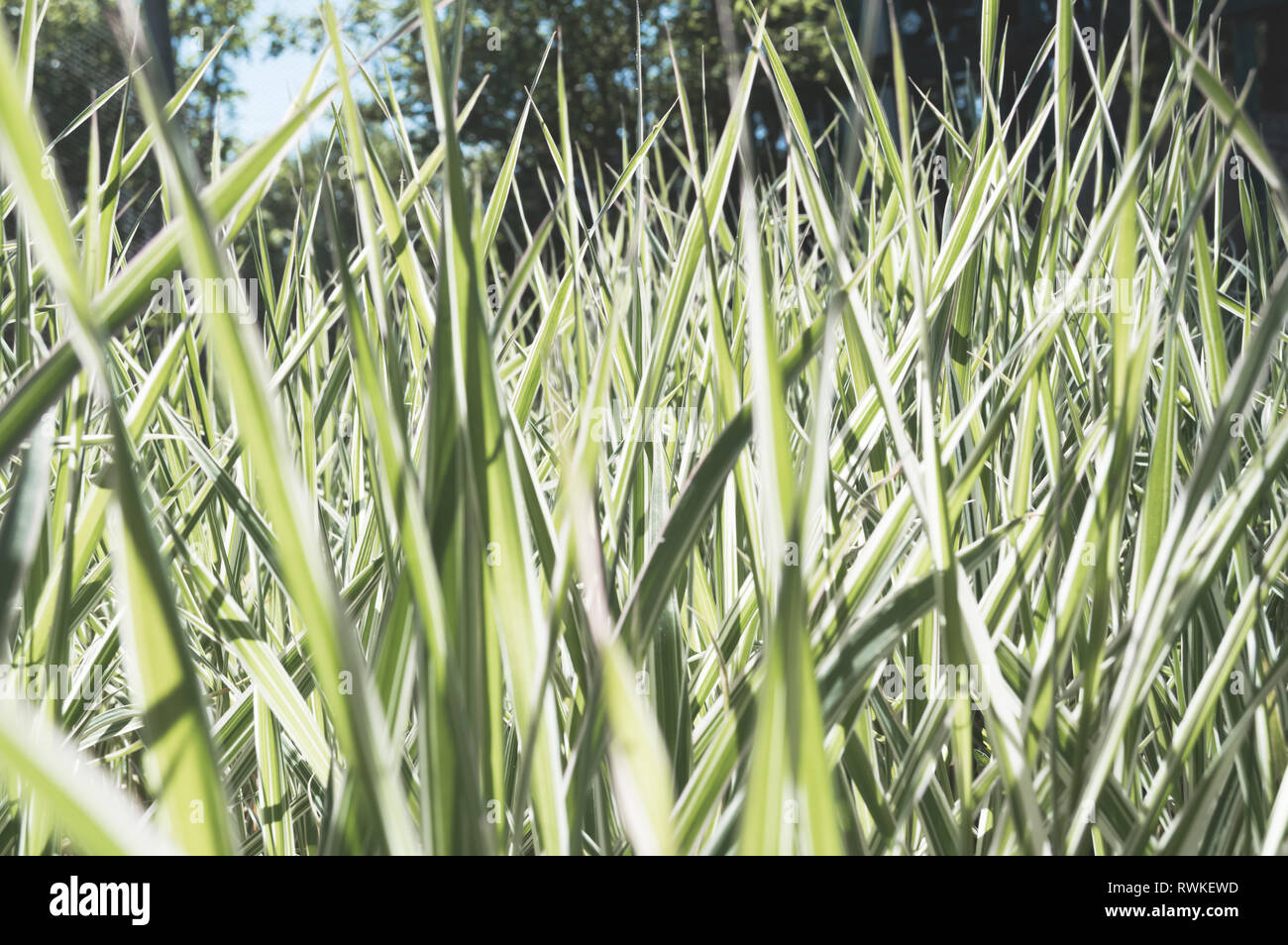 close up of Phalaris leaves in retro style on sunny day Stock Photo