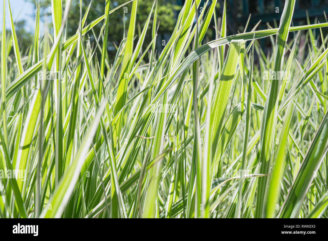 close up view of Phalaris leaves in springtime Stock Photo