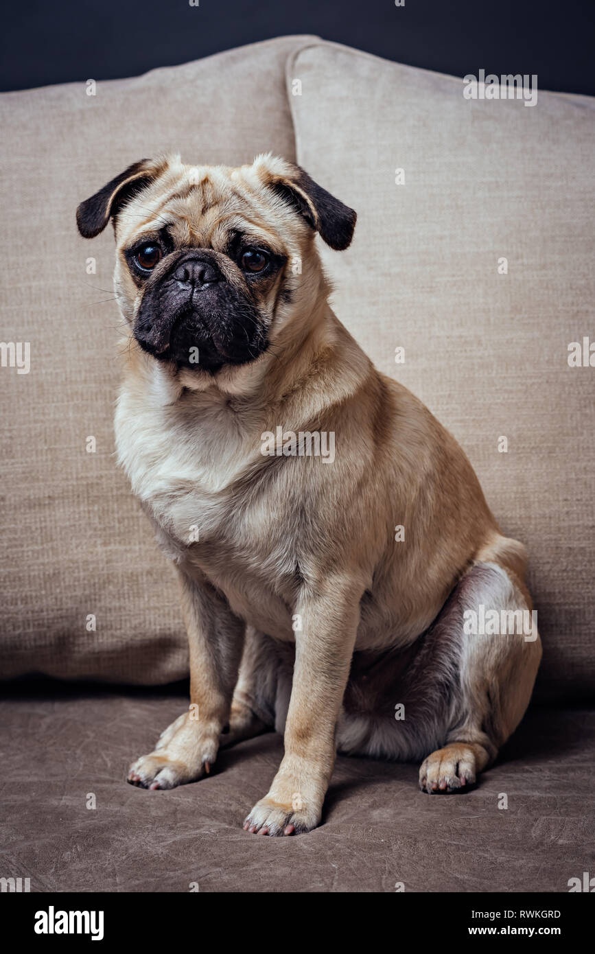 Portrait of young pug dog sitting on the sofa Stock Photo