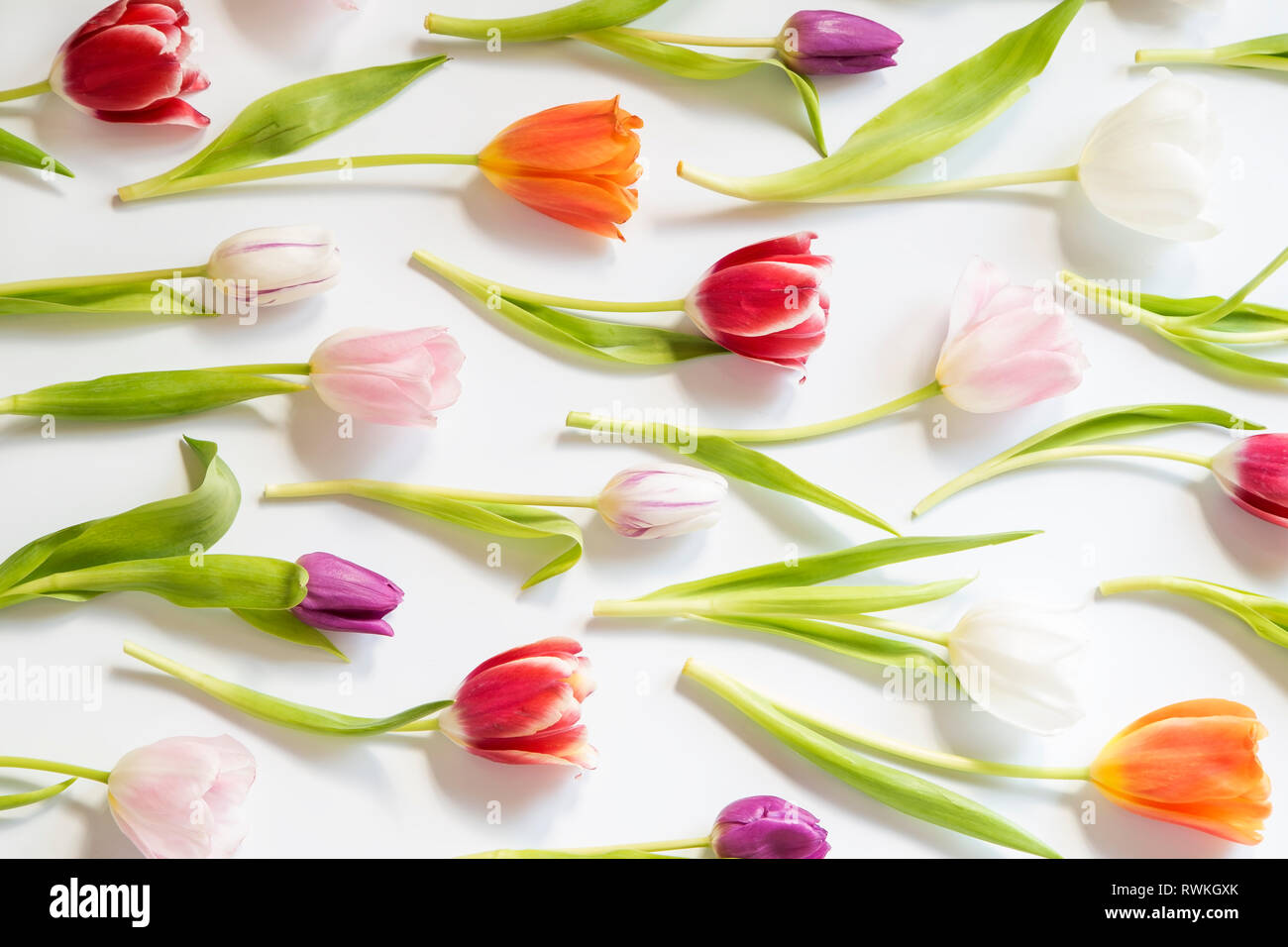 Colorful spring tulips on white background Stock Photo