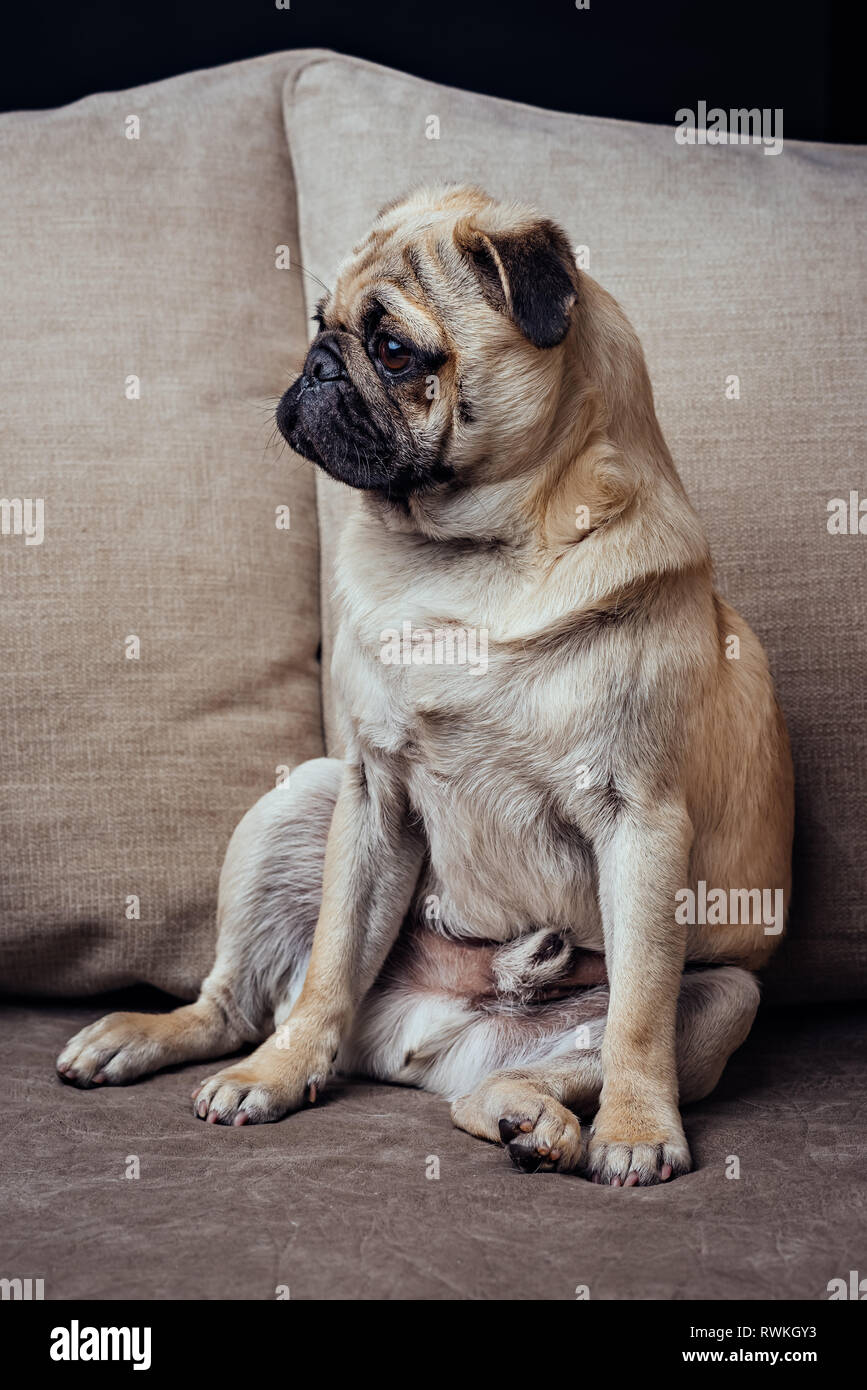 Portrait Of Young Pug Dog Sitting On The Sofa Stock Photo