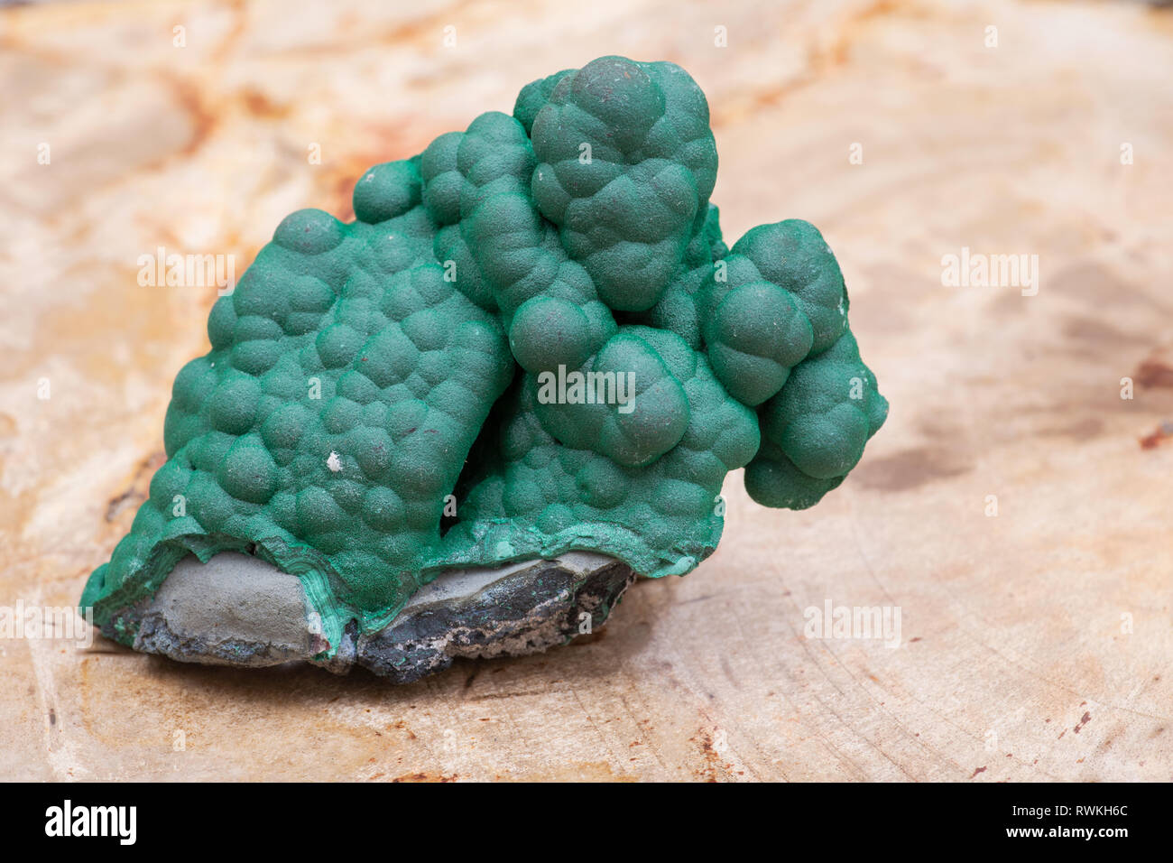 Botryoidal Malachite cluster from Democratic Republic of the Congo on Natural Polished Petrified wood slab from Madagascar. Stock Photo