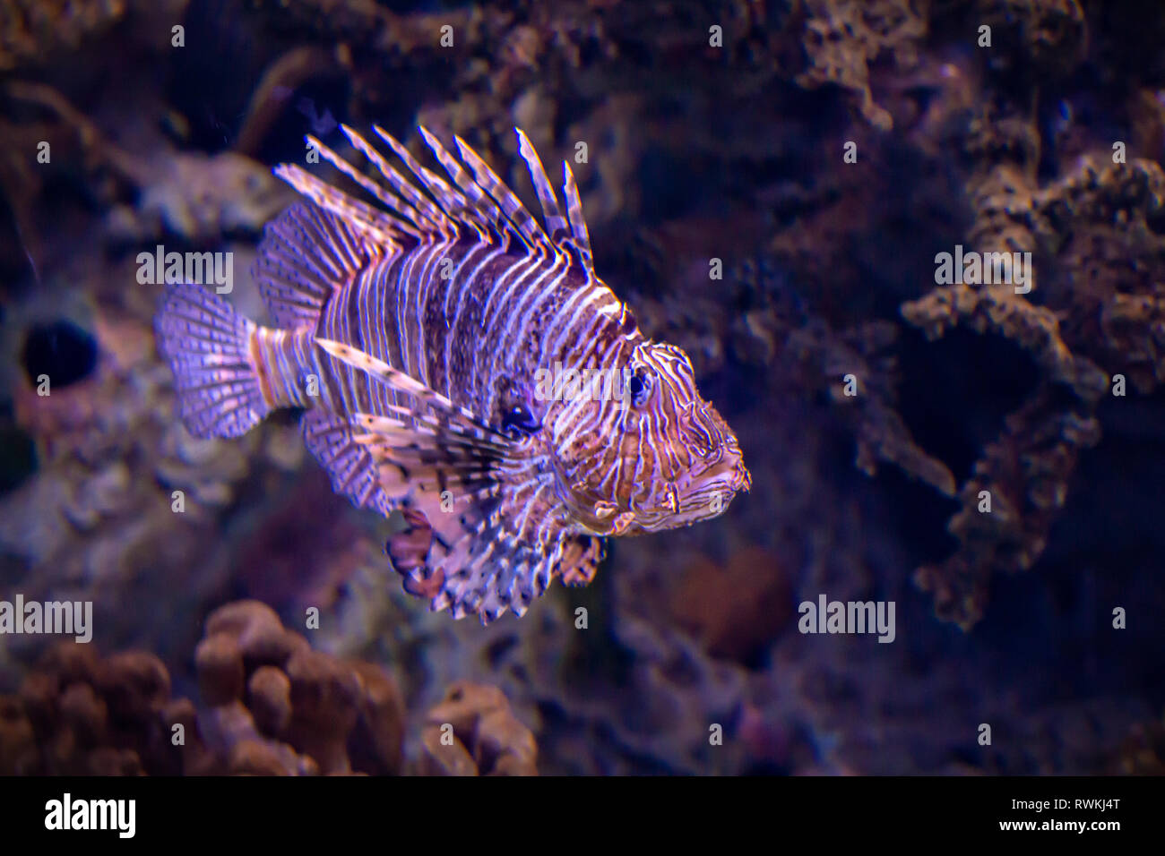 Lion fish. Exotic tropical fish. Sea life Stock Photo Alamy