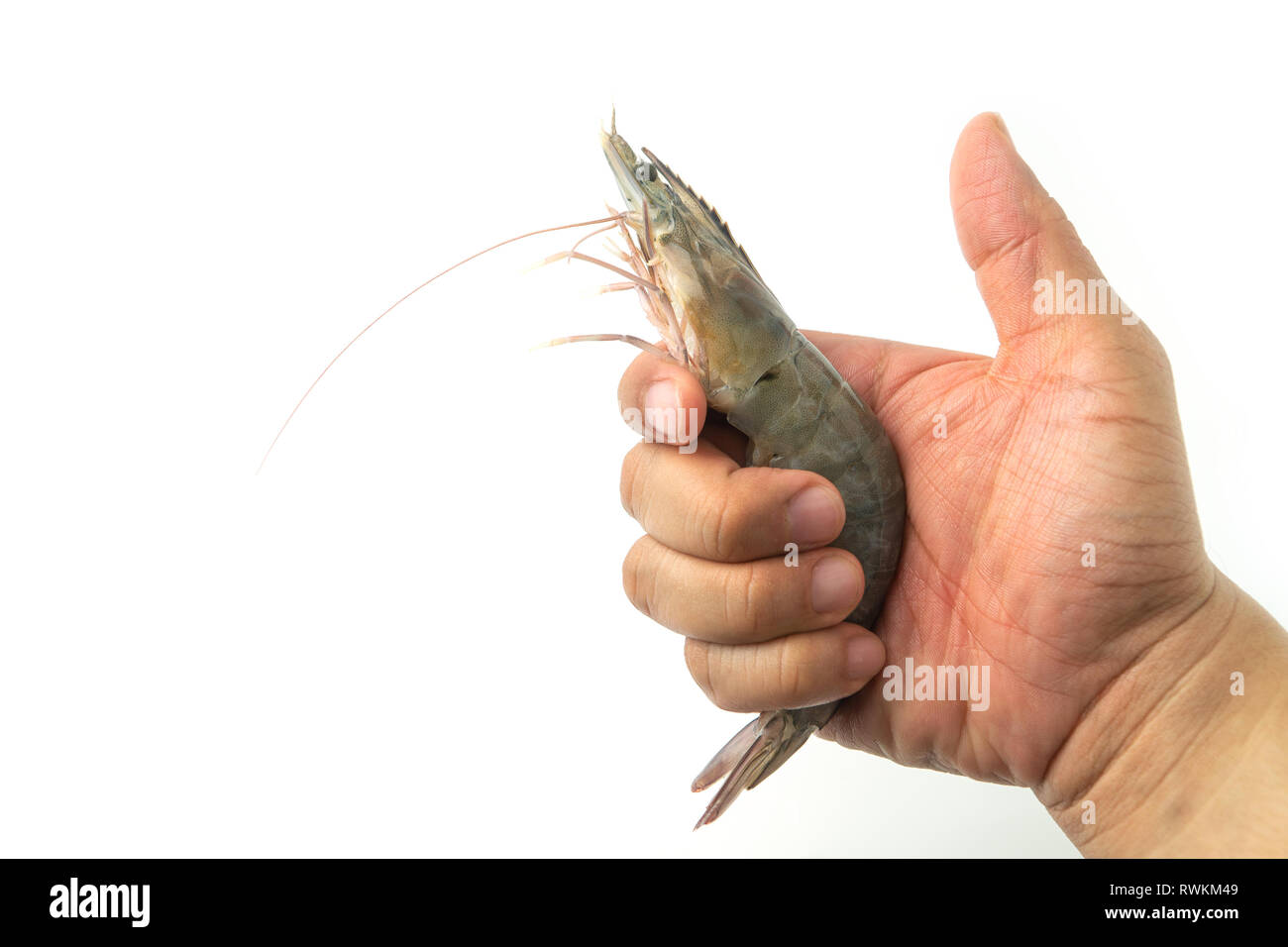 Holding Shrimp High Resolution Stock Photography and Images Alamy