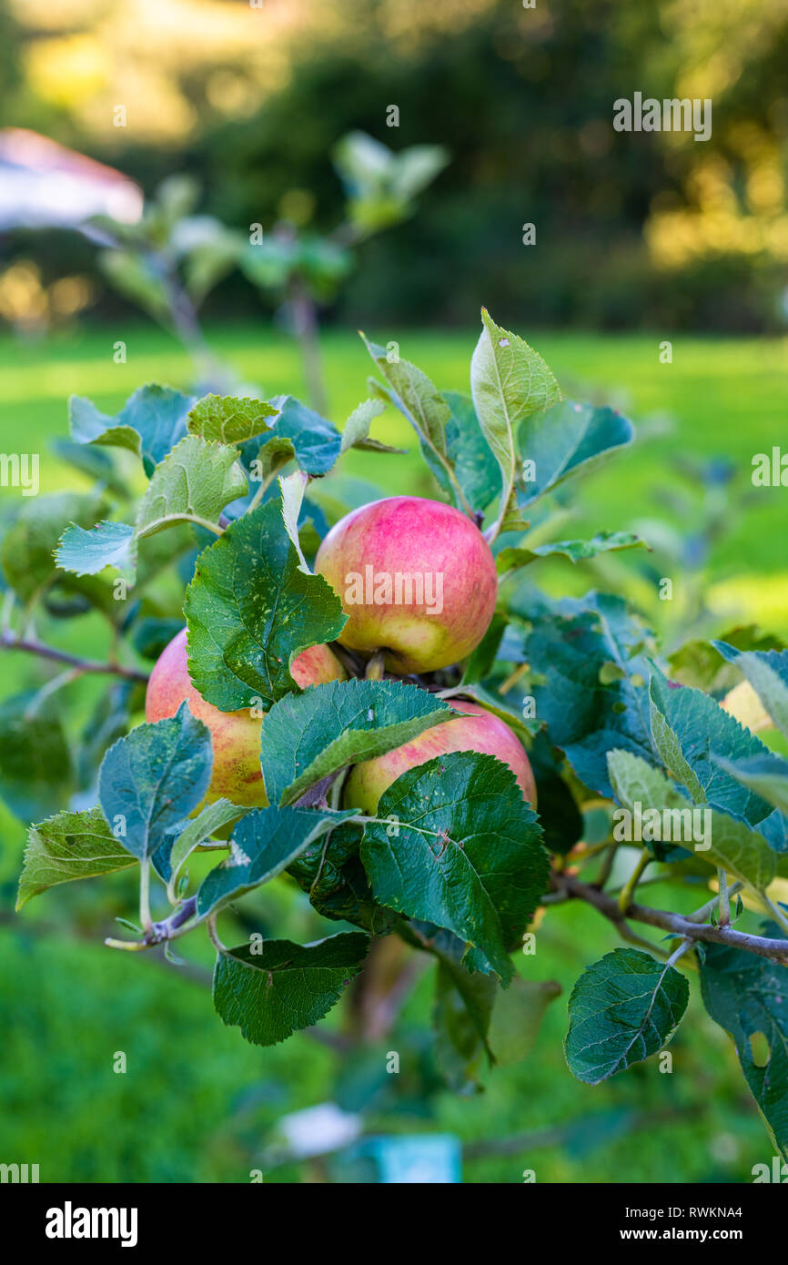 Apple Tree, Cornish variety, South East Cornwall Stock Photo Alamy
