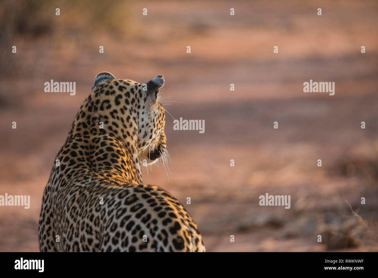 Huge male leopard hunting and stalking antelope in the Sabi Sands